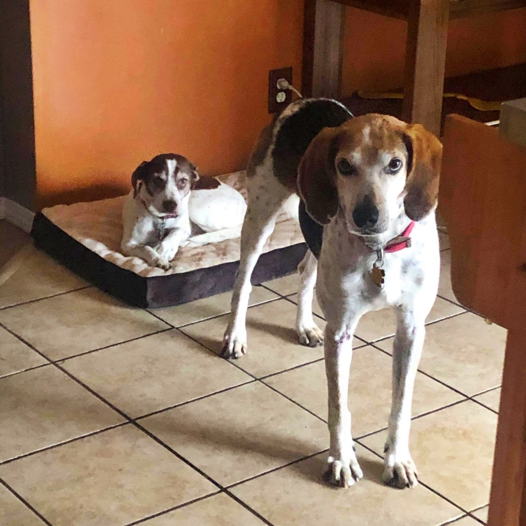 Two cute brown and white dogs