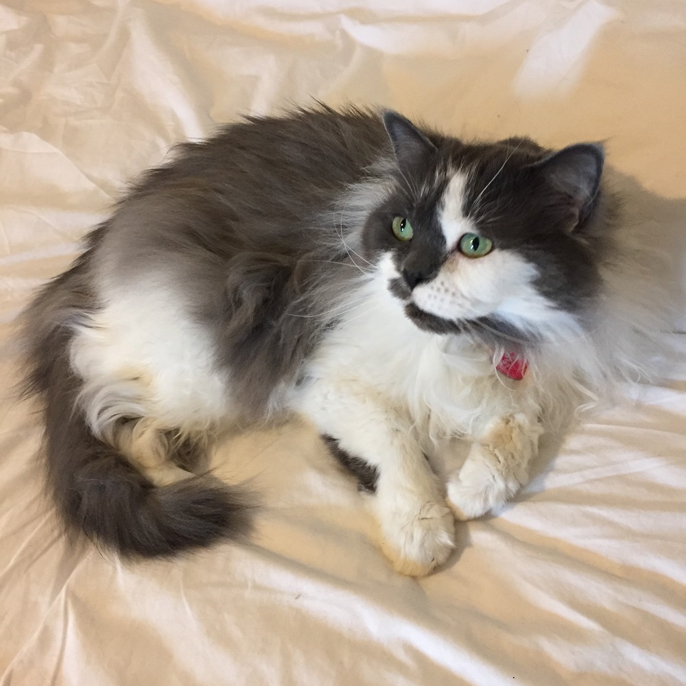 Mottyl, a fluffy grey and white cat