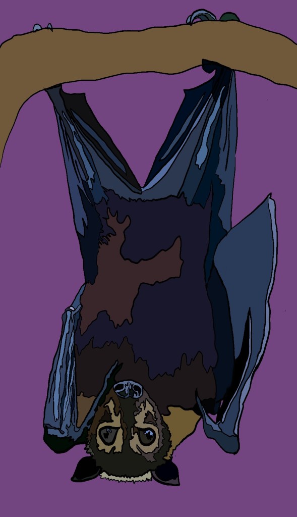 An illustration of a hanging bat by Hannah