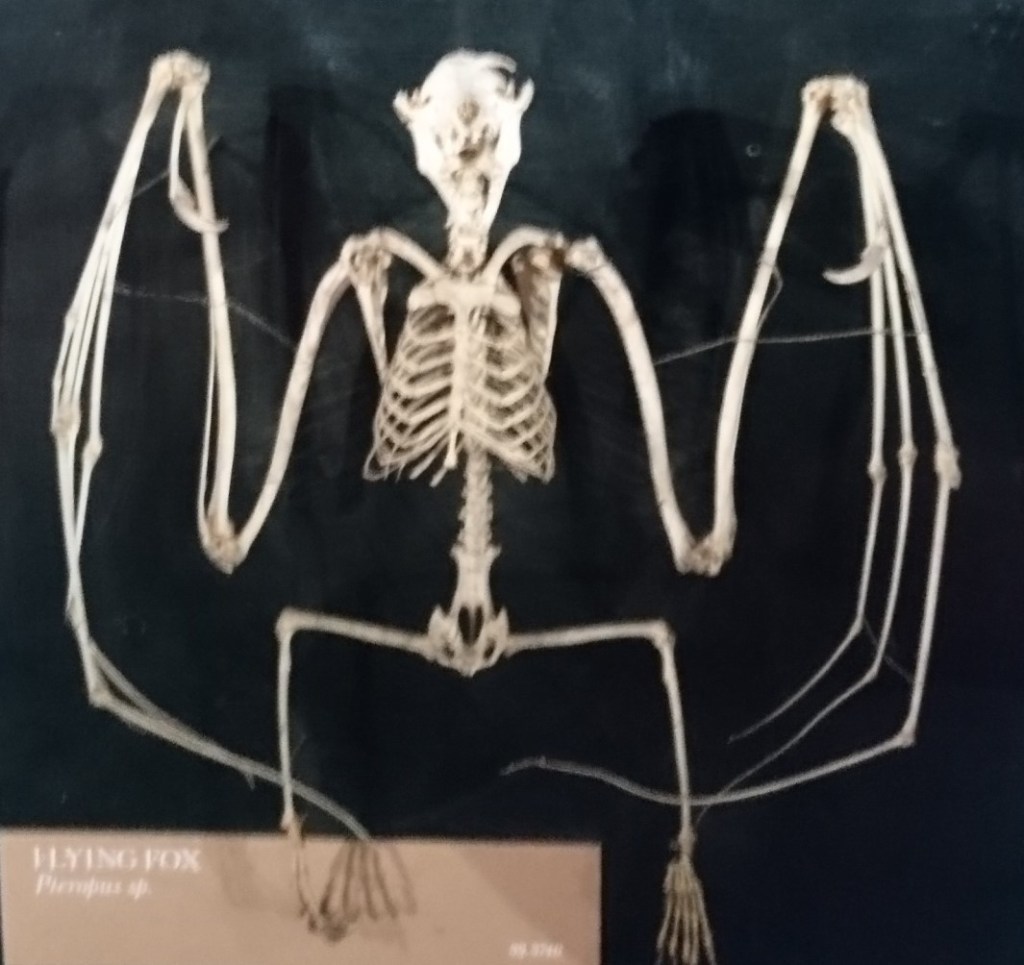 A bat skeleton