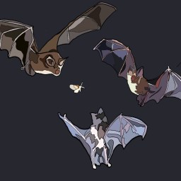 In Defence of Bats