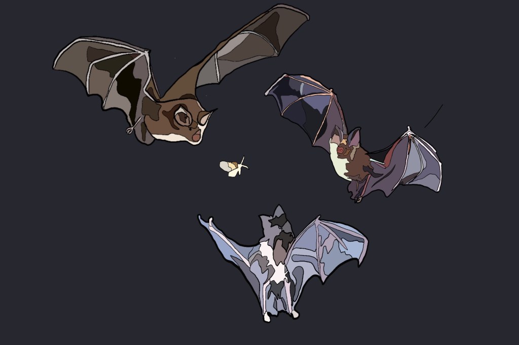 Illustration of three bats circling a moth, by Hannah