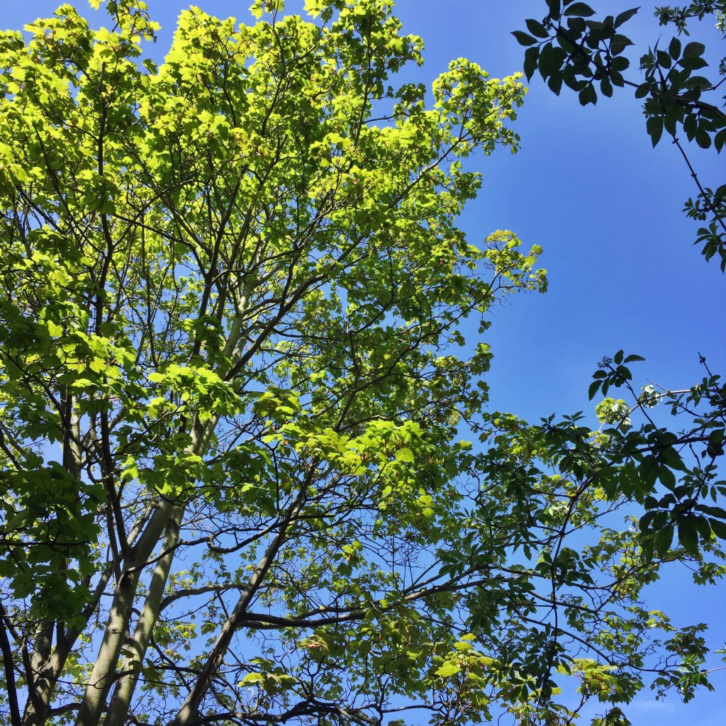Leafy green branches against a clear blue sky.