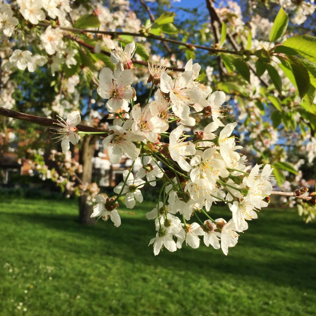 White cherry blossom bough