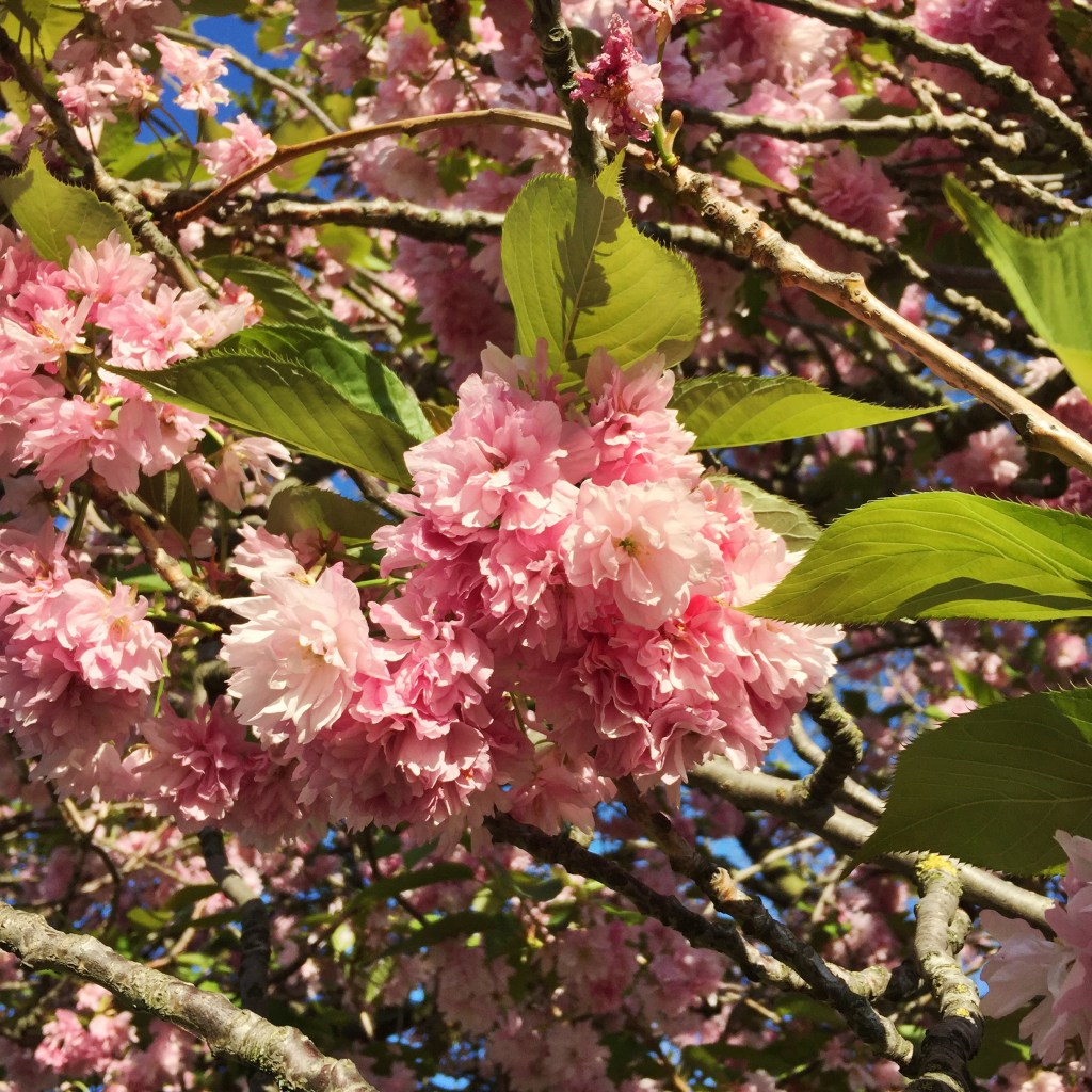 Pink cherry blossom bough