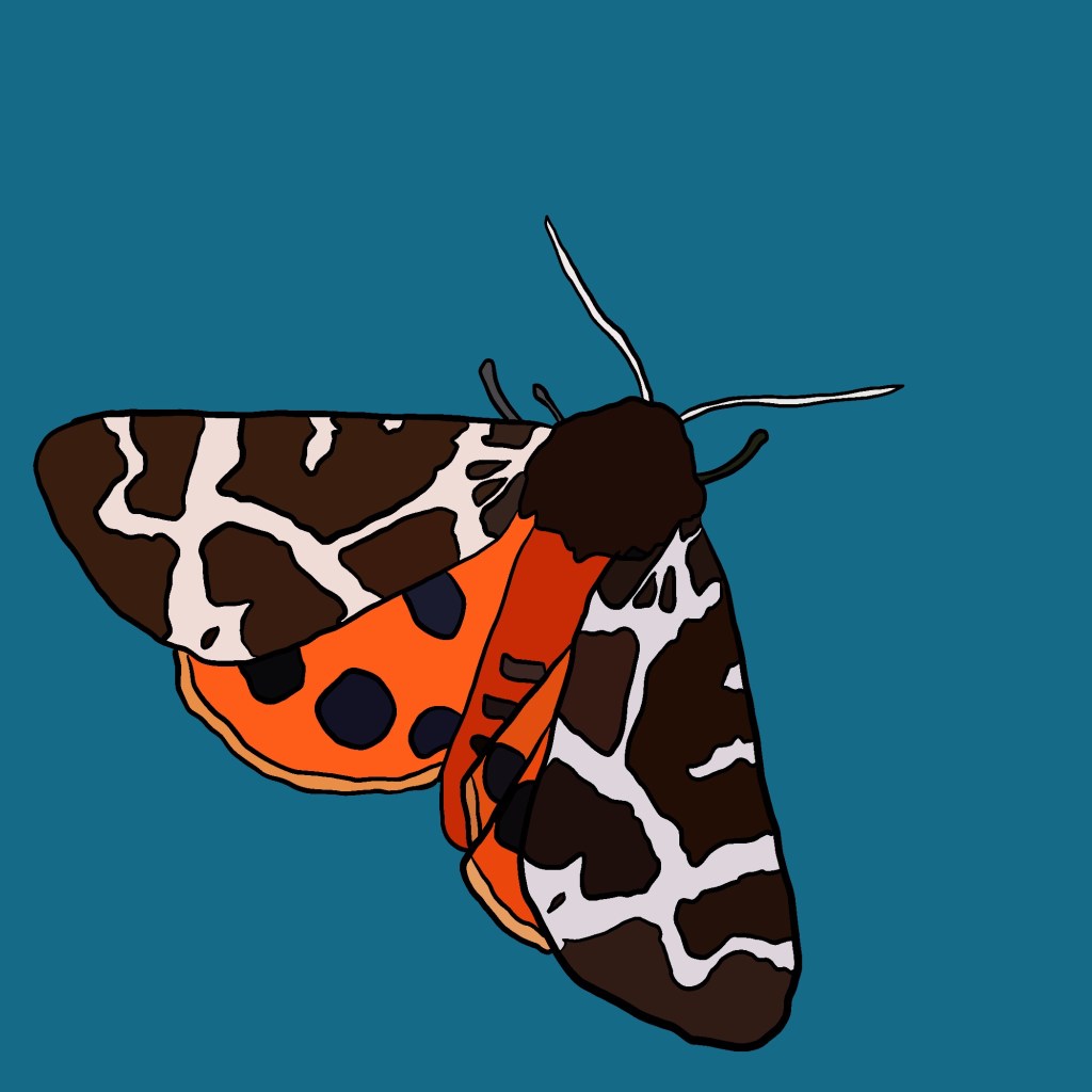 Illustration of a moth by Hannah