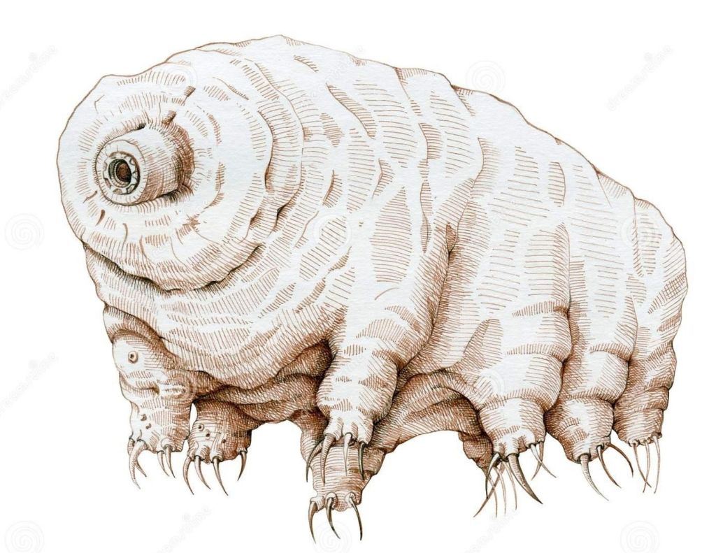 An illustration of a tardigrade