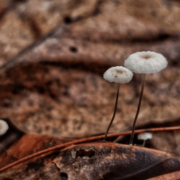 An Ode to Mushrooms